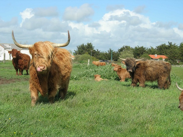 vache highland