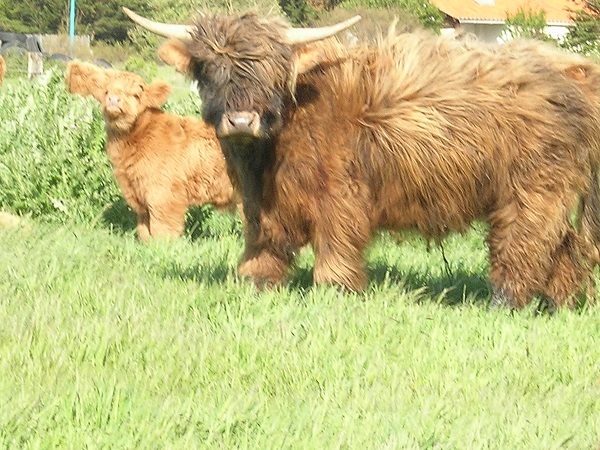 Elevage de vache highland de l'ile sauvage de Bouin 85230